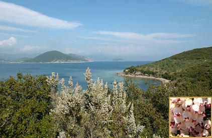 μεγέθυνση